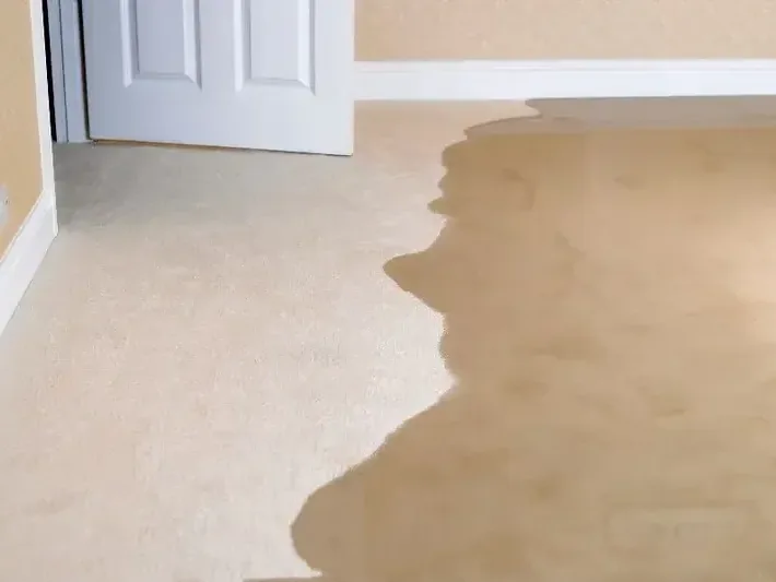 Wall-to-wall carpet soaked by water rising from a leak under the floor